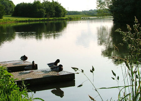 View of Hemlington Lake with ducks swimming
